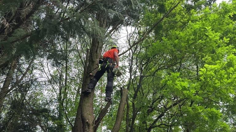 Best Tree Health Inspection  in Jamestown, NY